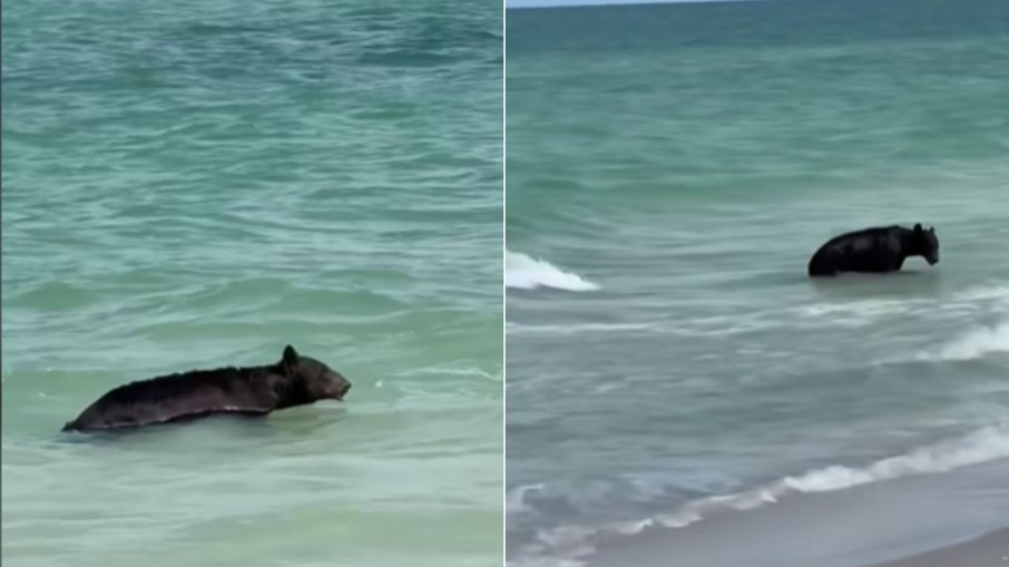 Urso-preto surpreende banhistas em praia de Naples, na Flórida Urso-preto surpreende banhistas em praia de Naples, na Flórida