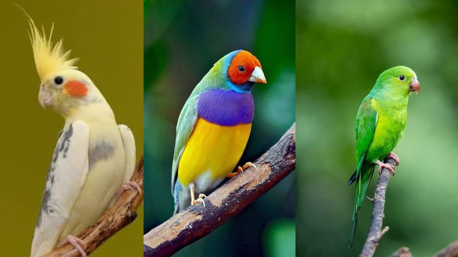 Calopsita, Diamante de gould e Periquito