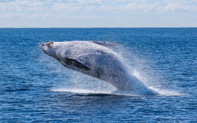 Baleia-azul volta a ser o animal mais pesado de todos os tempos