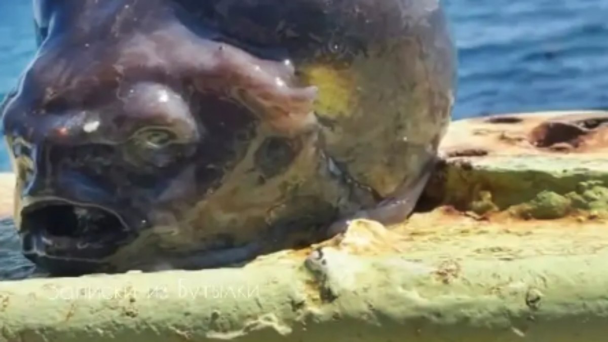 Criatura alienígena marinha. Criatura alienígena marinha.