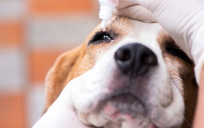 Olho seco: saiba como essa doença pode afetar seu pet
