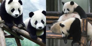 11 curiosidades sobre os pandas-gigantes