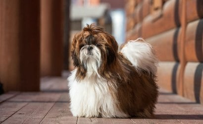 Veja 5 raças de cachorro peludo fofas e populares