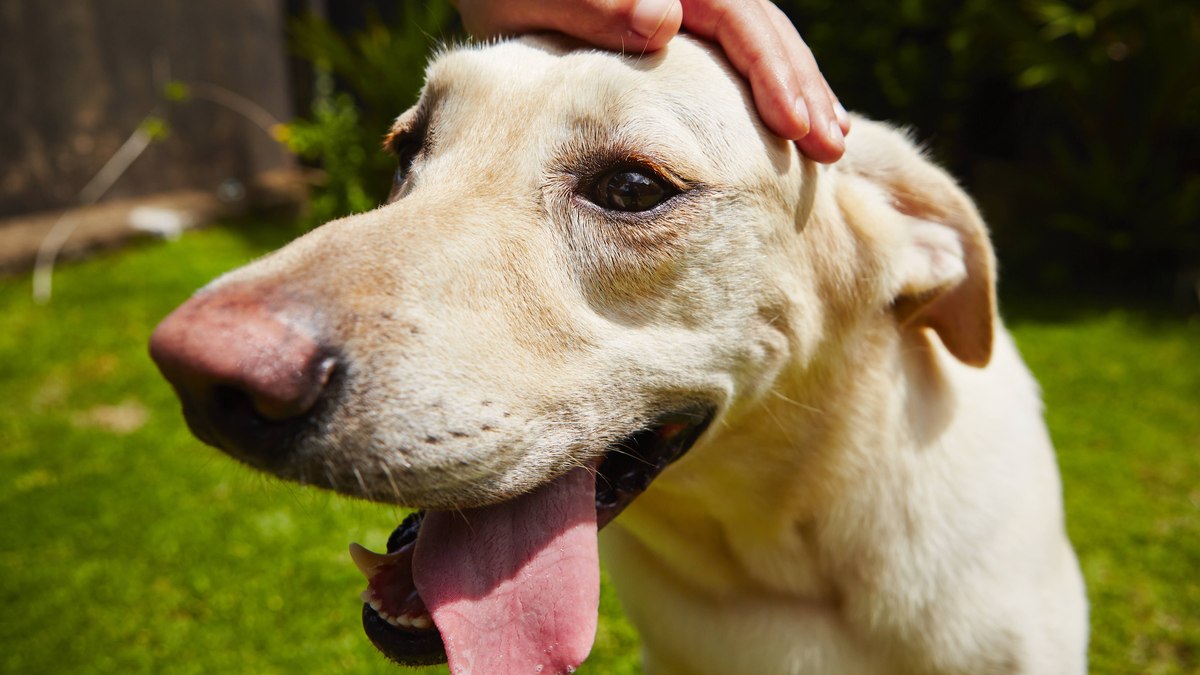 Altas temperaturas podem diminuir o apetite dos animais, é importante que o tutor procure deixar o pet em um ambiente fresco