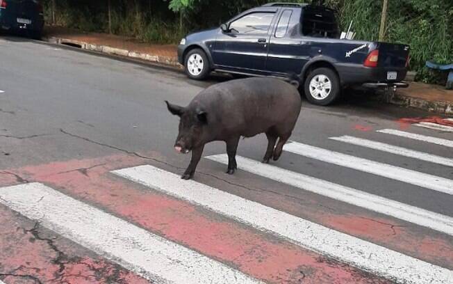 Porco atravessa faixa de avenida e chama a atenção de moradores de Americana