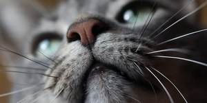 Focinho dos pets requer cuidados e hidratação para evitar rachaduras