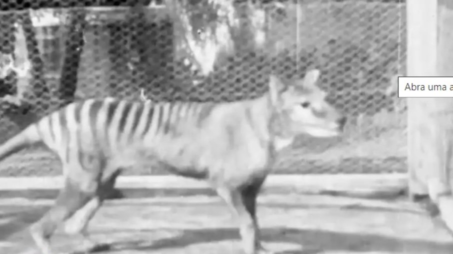 O último exemplar do tigre da Tasmânia conhecido morreu em cativeiro em setembro de 1936