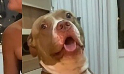Pitbull 'canta' parabéns em festa de aniversário e viraliza