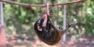 O que fazer ao encontrar um saruê em casa?