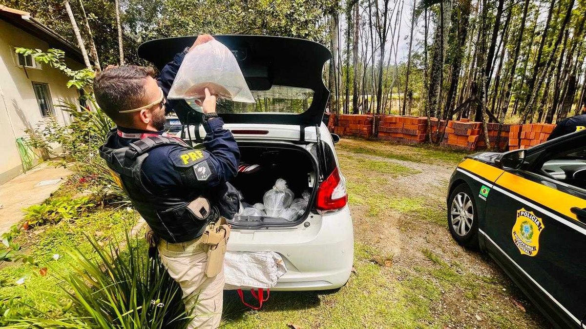 PRF Encontra 21 Arraias em Porta-Malas na Dutra: Aquarista é Flagrado em Crime Ambiental!