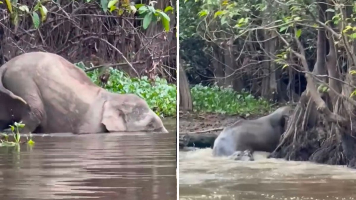 Vídeo flagra crocodilo gigante atacando elefante em rio Vídeo flagra crocodilo gigante atacando elefante em rio