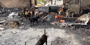 Barracão com cerca de 100 cães pega fogo em Campinas
