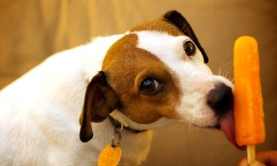 Dicas para preparar sorvetes naturais para os pets no calor
