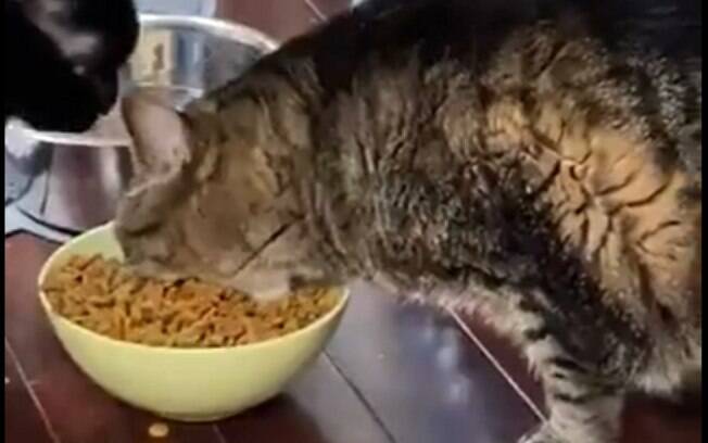 Gato comendo de forma engraçada