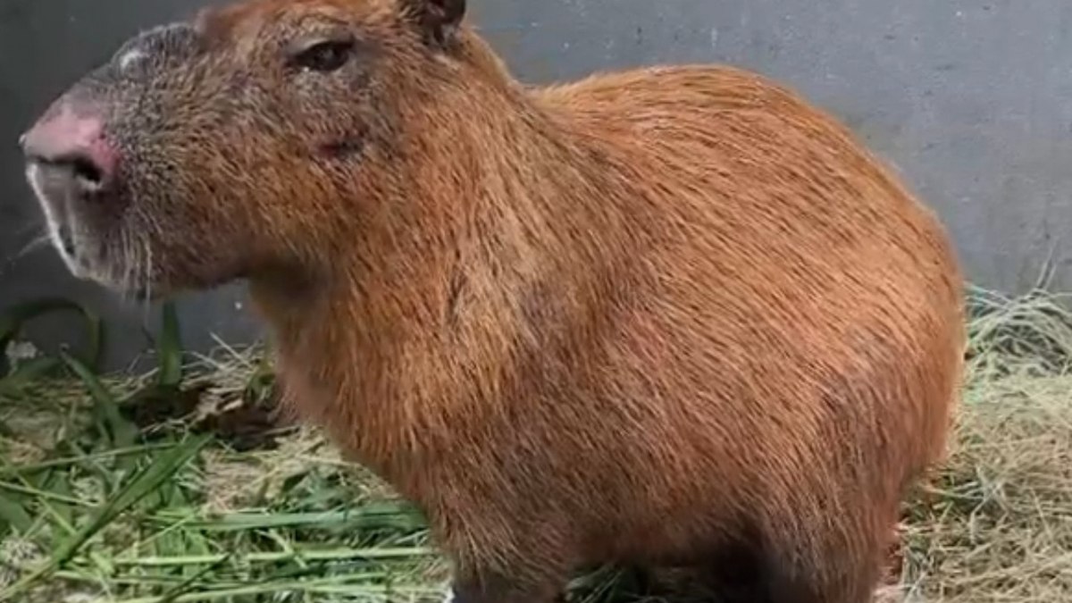 Capivara se recupera no Núcleo Veterinário de de Vargem Grande Capivara se recupera no Núcleo Veterinário de de Vargem Grande