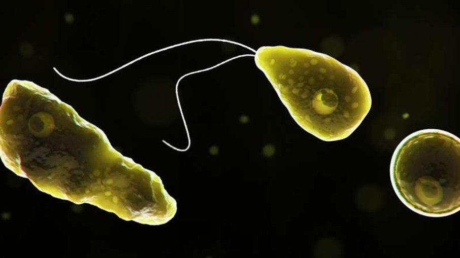 Naegleria fowleri, ou 