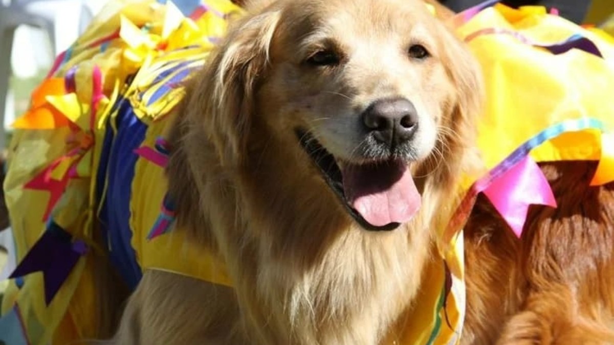 O ArraiAU promete muita diversão para os pets e seus tutores O ArraiAU promete muita diversão para os pets e seus tutores