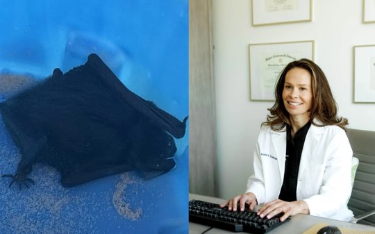 Médica sonha com rato e acorda com morcego na boca
