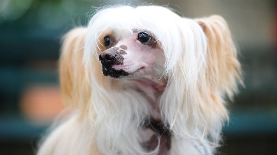 Cão de Crista Chinês precisa de cuidados especiais com a saúde bucal