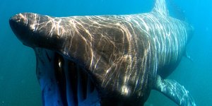 Câmera engolida por tubarão revela imagens inéditas; assista