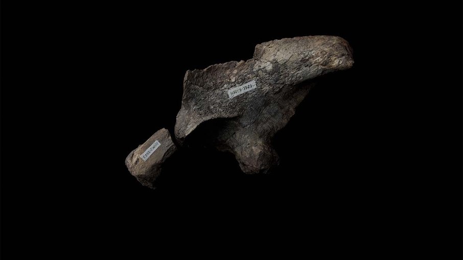 Fósseis do Musango matusadonaensis, que viveu há 210 milhões de anos, foram encontrados no Zimbábue