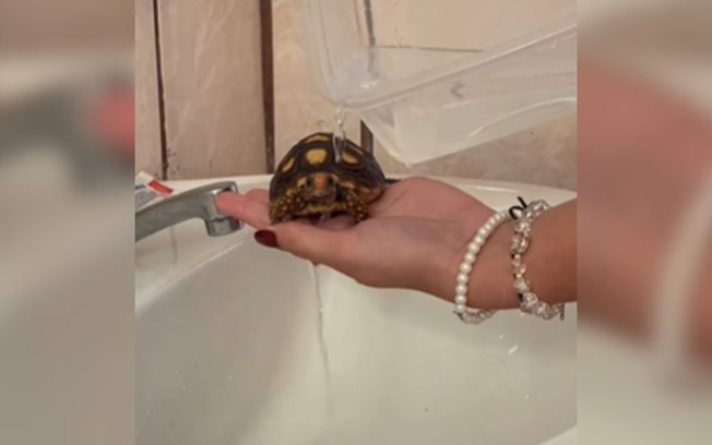 Tutora mostra rotina de cuidados com filhotinho de jabuti 9p4ftbxgym34tzhccjtdejrue