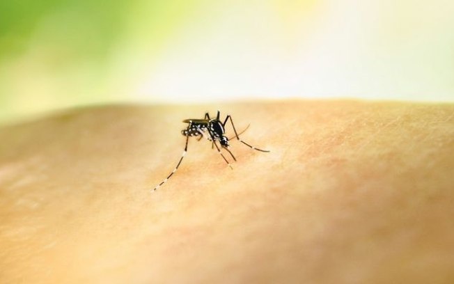 Dengue pode levar a hepatite e insuficiência renal