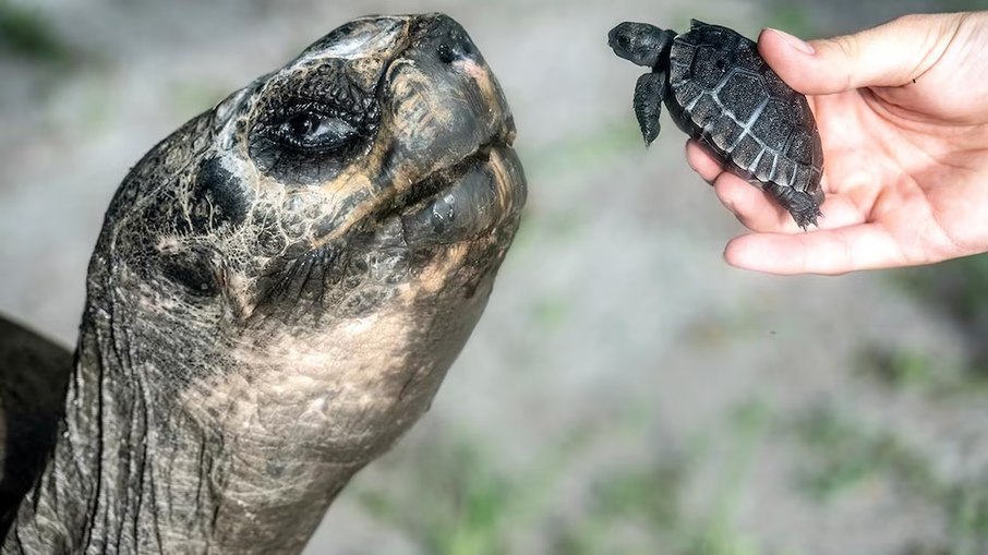 Goliath, tartaruga de 135 anos, celebra primeiro Dia dos Pais Goliath, tartaruga de 135 anos, celebra primeiro Dia dos Pais