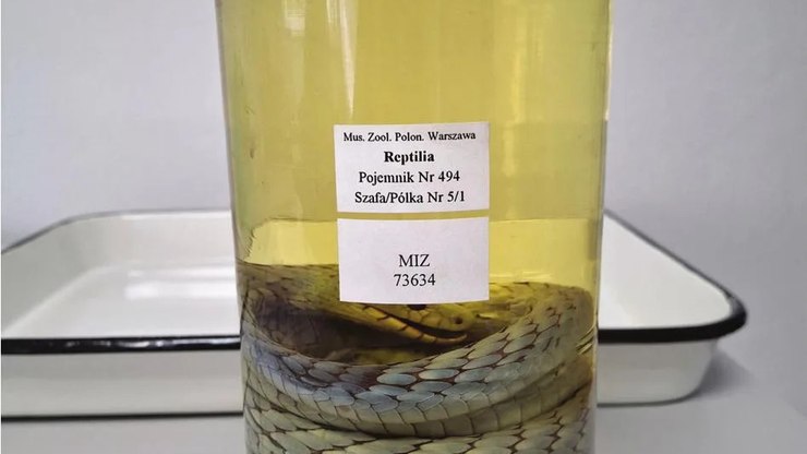 Mamba-verde%20%22fantasma%22%20reaparece%20ap%C3%B3s%20mais%20de%20100%20anos