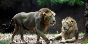 Ranking: os dez animais que mais matam pessoas no mundo