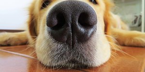 Por que cheirar rabo de cachorros é algo normal entre os pets?