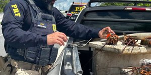 https://ultimosegundo.ig.com.br/policia/2026-02-15/prf-apreende-carga-de-lagosta-ovada-que-seria-vendida-em-pipa-rn.html