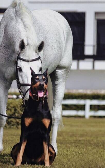 Cão e cavalo compartilham linda amizade no Instagram