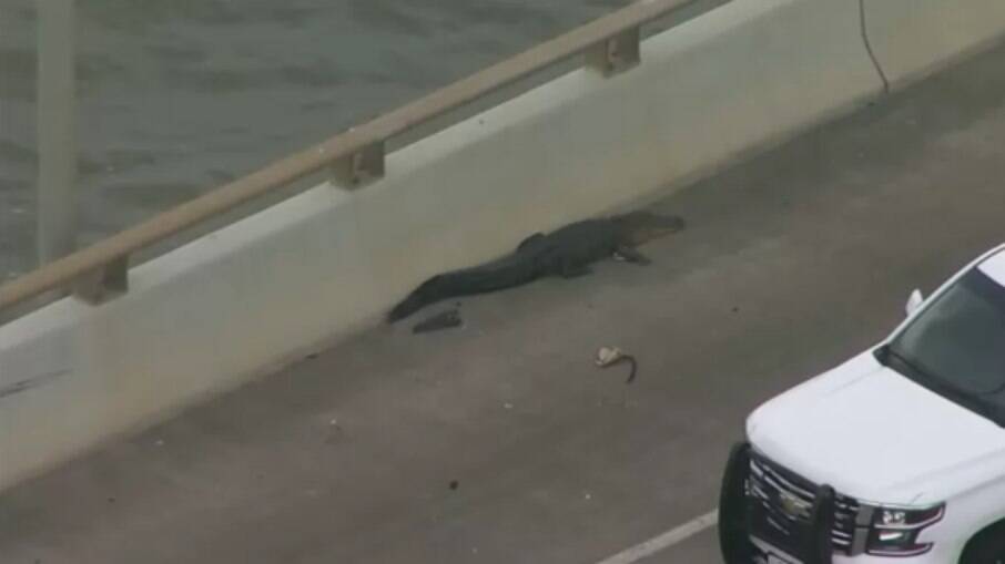 Crocodilo apareceu em ponte do Texas (EUA)