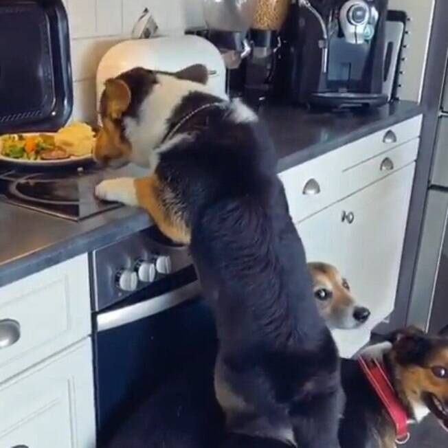 Cães se juntam para roubar comida em cena mais impressionante que você vai ver