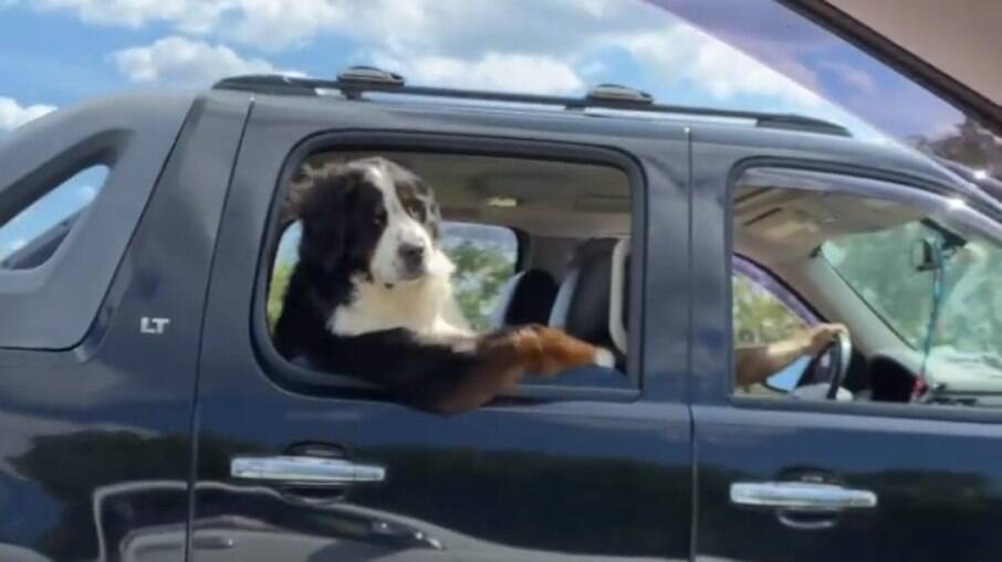 Cachorro esbanja charme passeando de carro