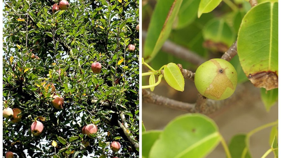 Macieira e Mancenilheira. Macieira e Mancenilheira.