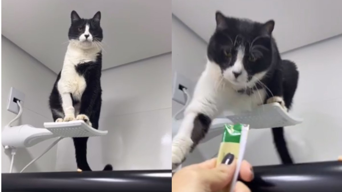 Gato escolhe chuveiro como lugar favorito para descansar