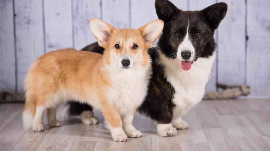 Welsh Corgi Cardigan (preto) e Welsh Corgi Pembroke (amarelo)
