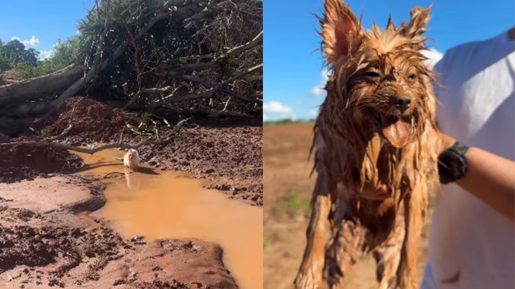 Lulu da Pomerânia brinca em poça de lama e fica irreconhecível