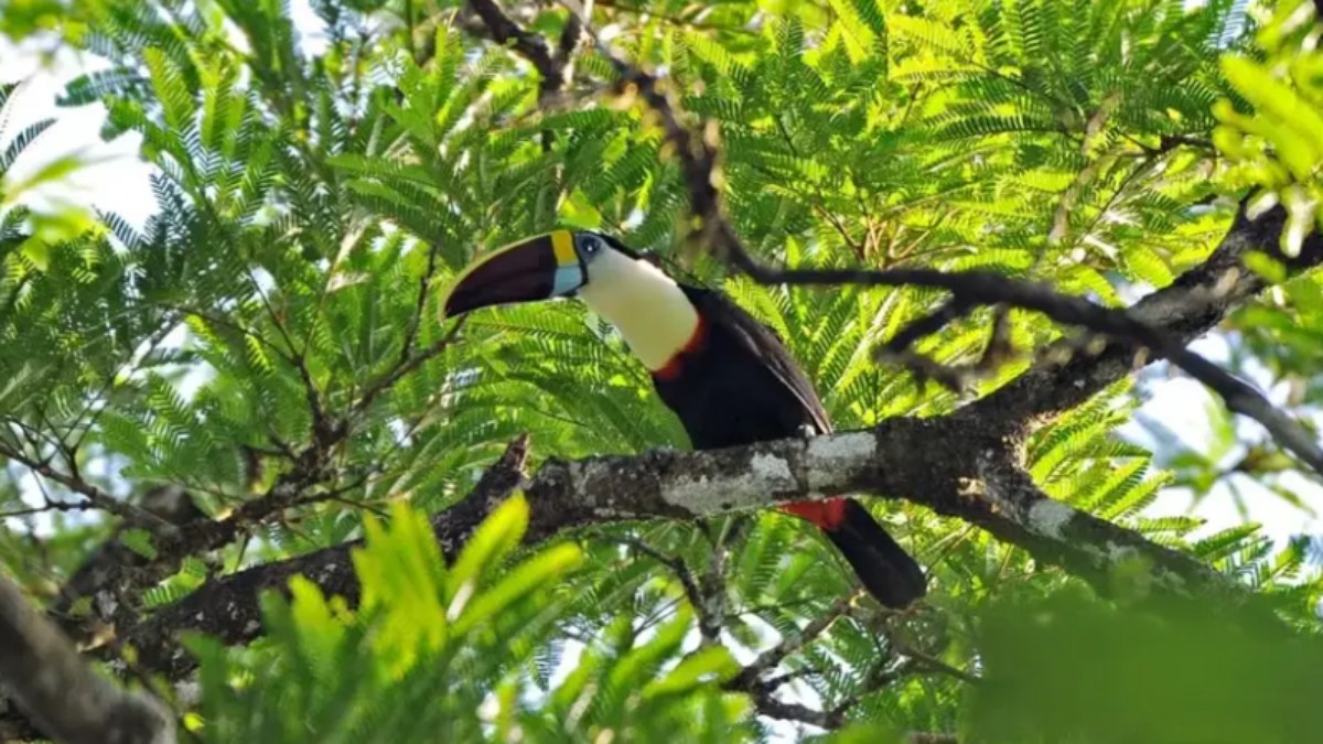 Amapá lança campanha Junho Verde com corrida e jogos de futlama
