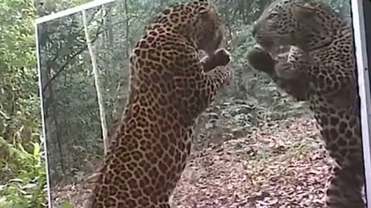 Leopardo encara o próprio reflexo no espelho