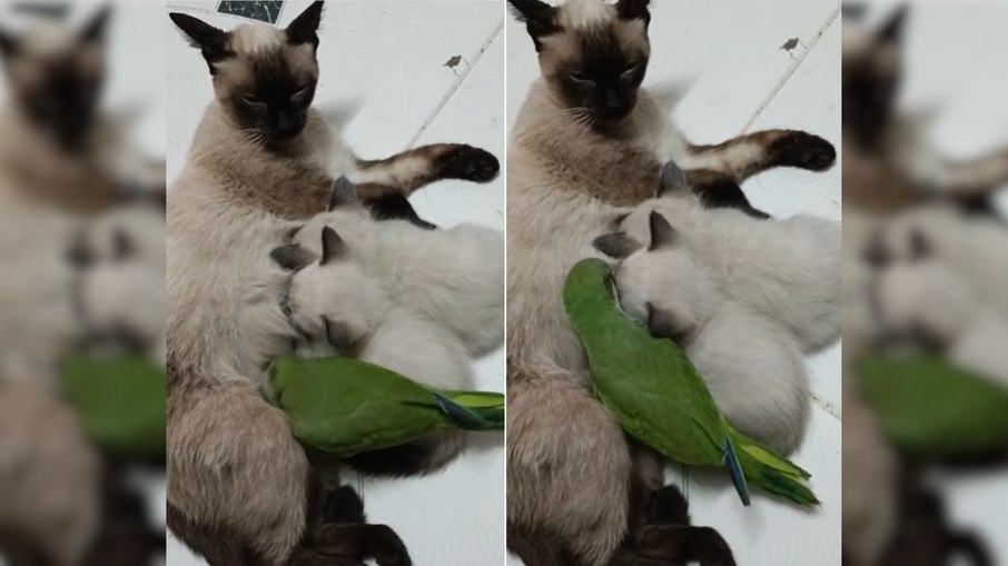Periquito tenta mamar em gata Periquito tenta mamar em gata