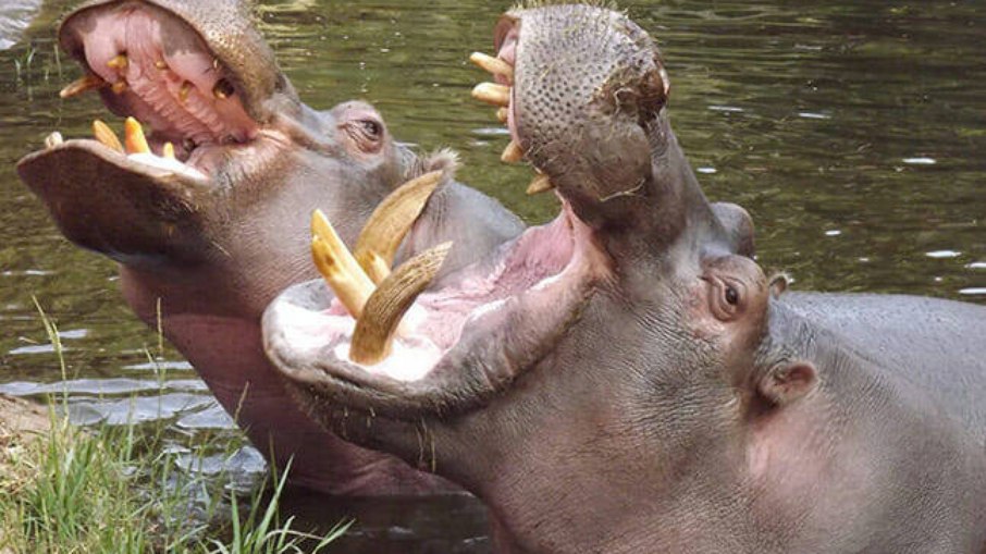 Os hipopótamos são animais perigosos na natureza Os hipopótamos são animais perigosos na natureza