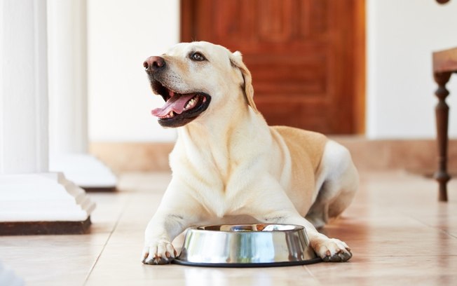 Cachorro não quer comer a ração? Saiba o que fazer para ajudar seu pet