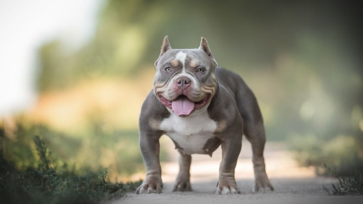 Cachorro da raça American Bully