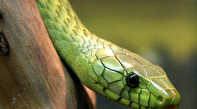Mamba-verde ataca e mata YouTuber que fazia vídeos com cobras
