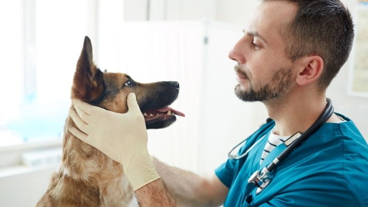 5 dicas para descobrir o tamanho que ficará o seu cachorro