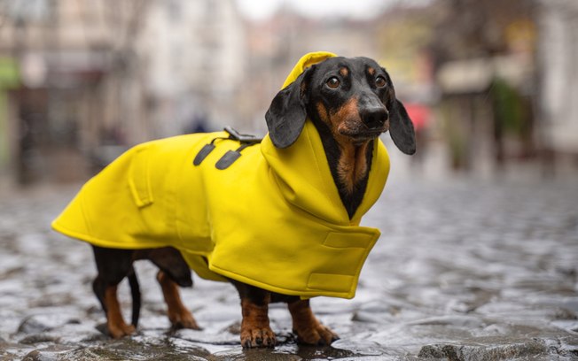 10 sugestões de presentes para cachorro