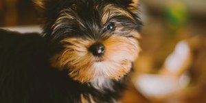 Yorkshire chama atenção com pelo mais bonito que cabelo humano